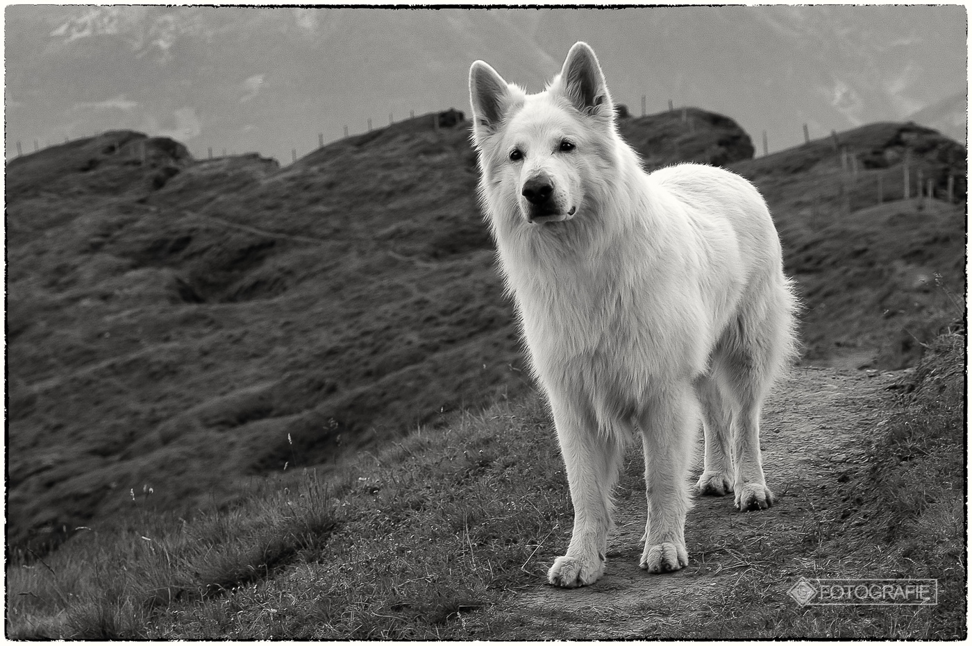 White shepherd 03